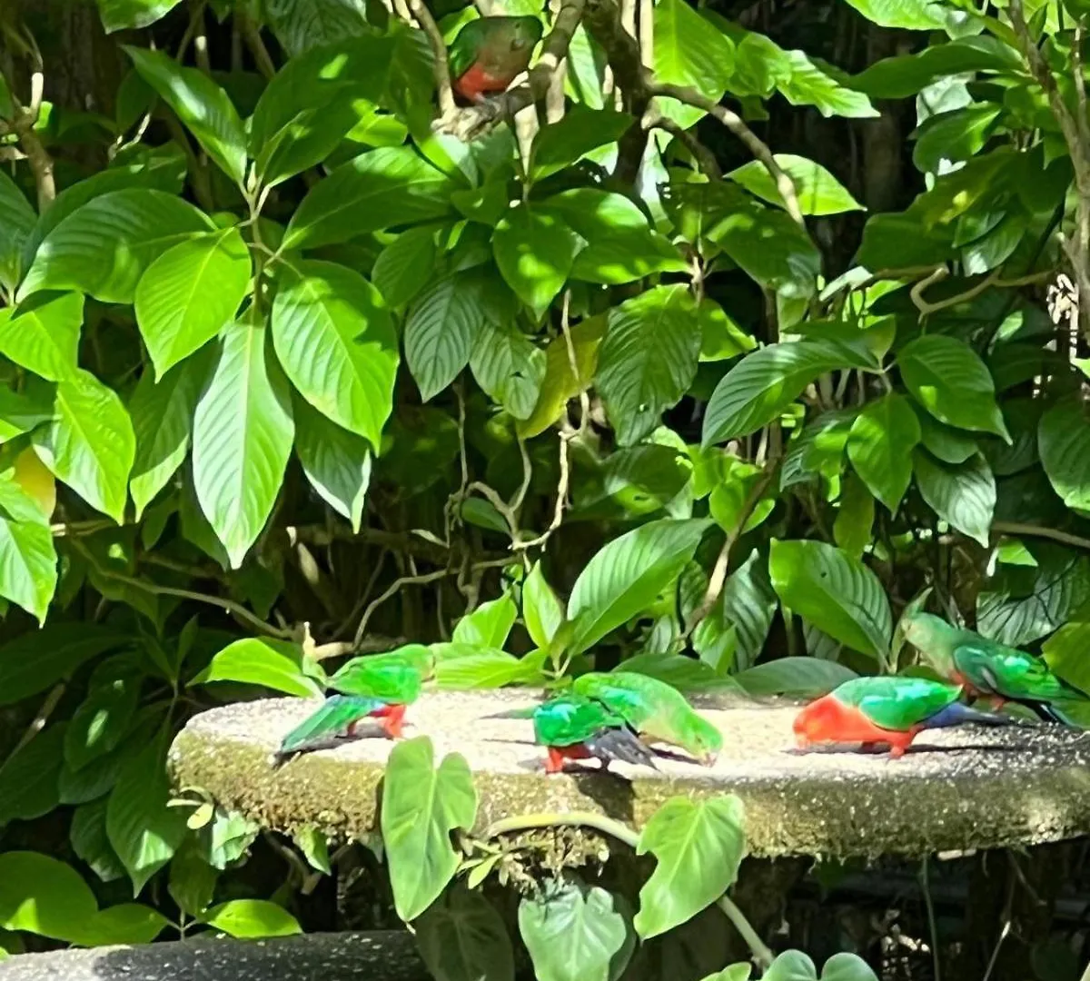 Riflebird Lodge Topaz