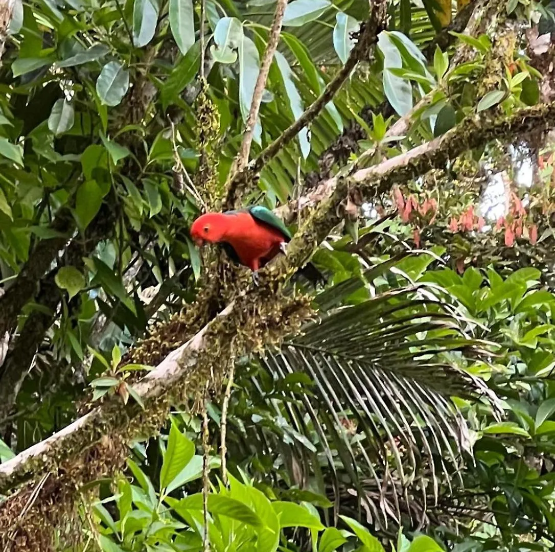 Riflebird Lodge Topaz