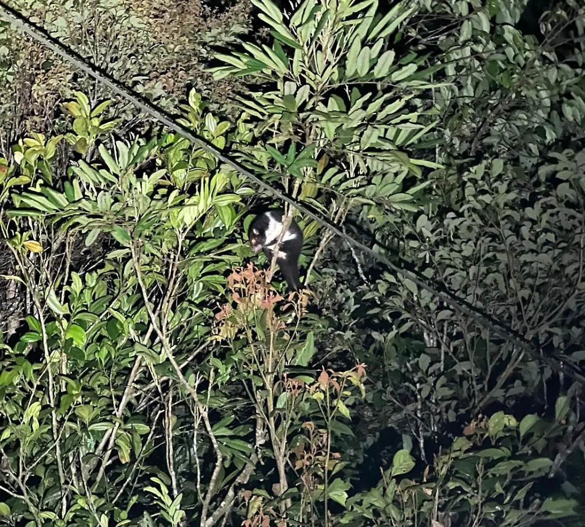 Riflebird Lodge Topaz