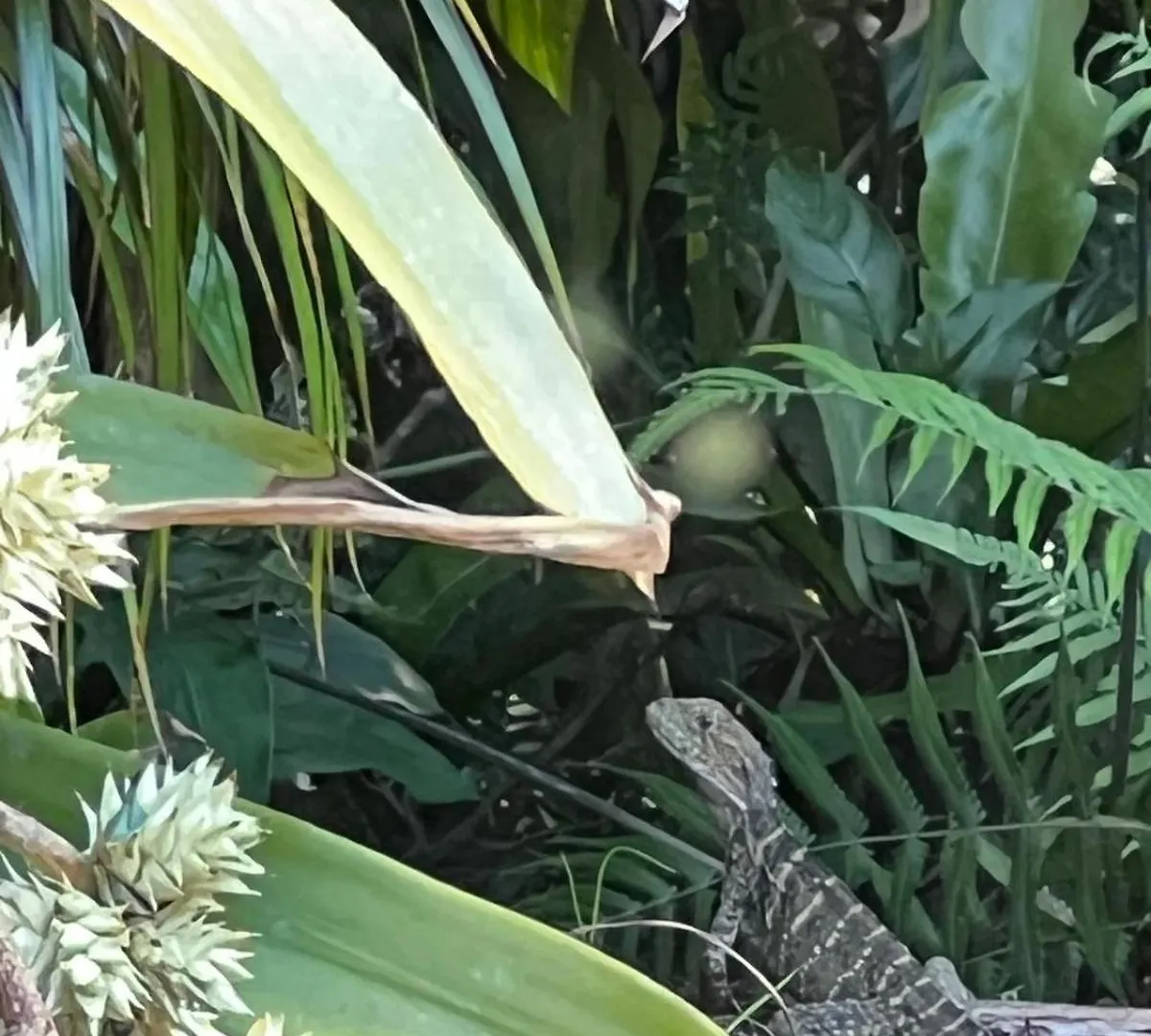 Riflebird Lodge Topaz Australia