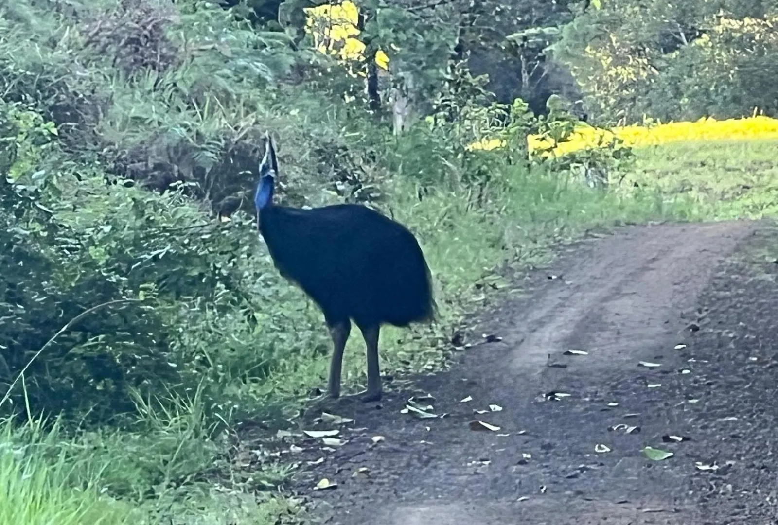 Riflebird Lodge Topaz