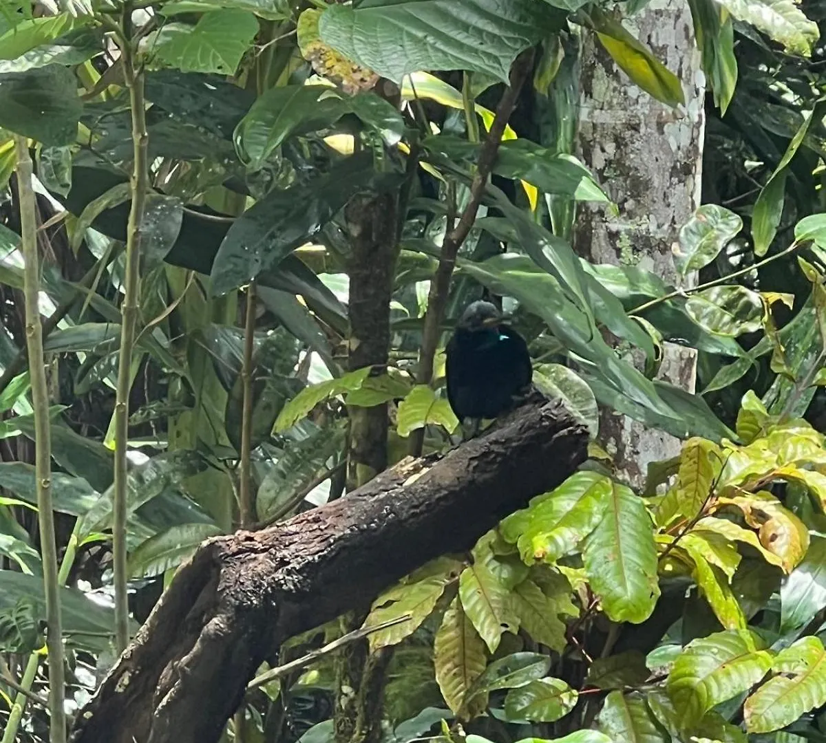 Riflebird Lodge Topaz Australia