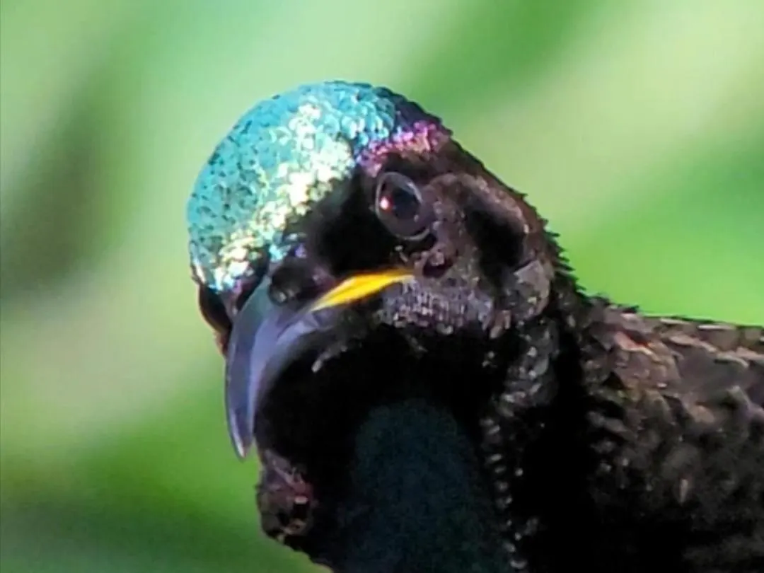 Riflebird Lodge Topaz